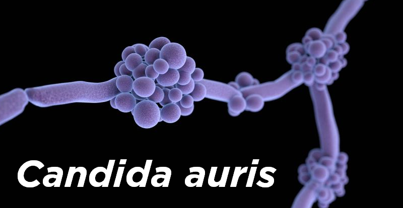 Candida auris