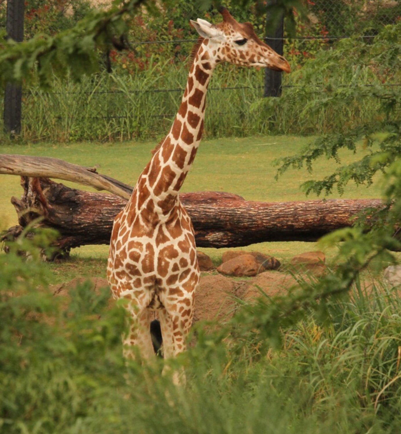 Dallas Zoo Giraffe Deaths - The Other Side Dallas