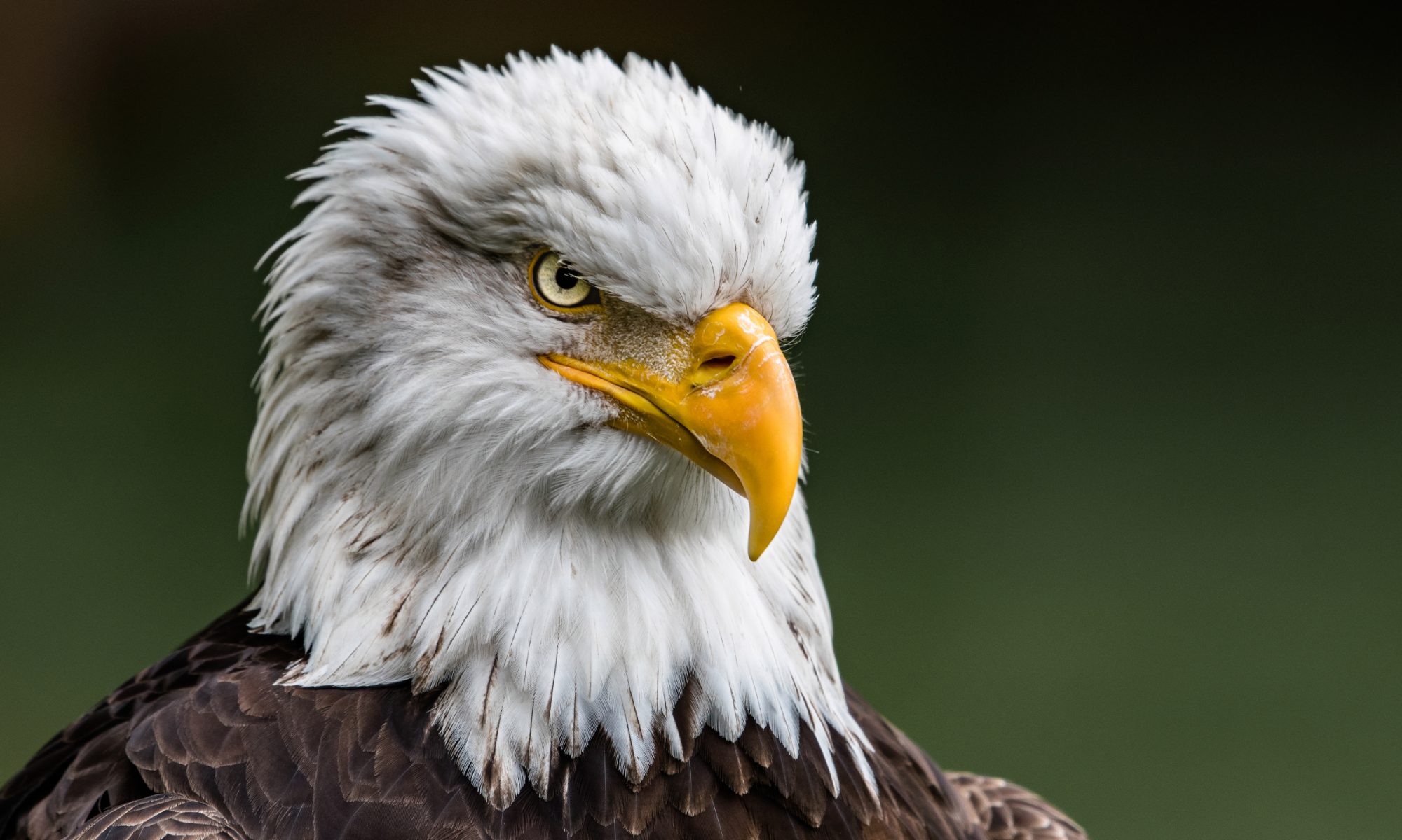 White Rock Bald Eagles