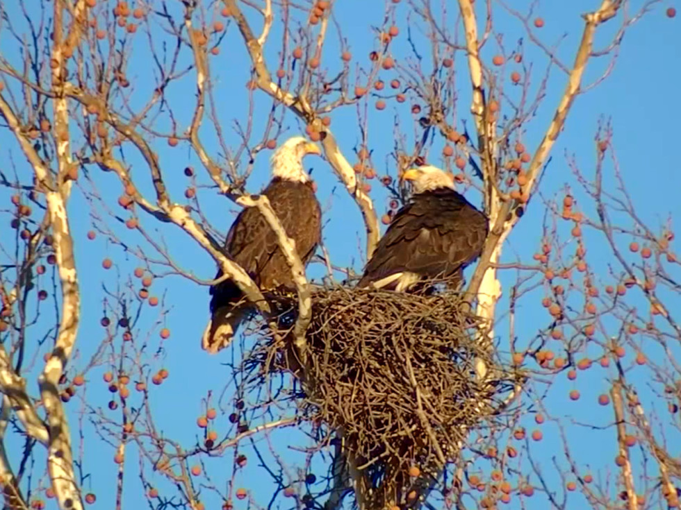 White Rock Bald Eagles